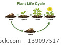 Educational illustration of a plant life cycle from seed, sprout and young plant to flower. Process of growth infographic for biology science, nature education and gardening concept 139097517