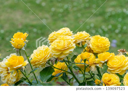 Bright yellow roses blooming in the park in early summer. Bright yellow roses blooming in the park in early summer. 139097523