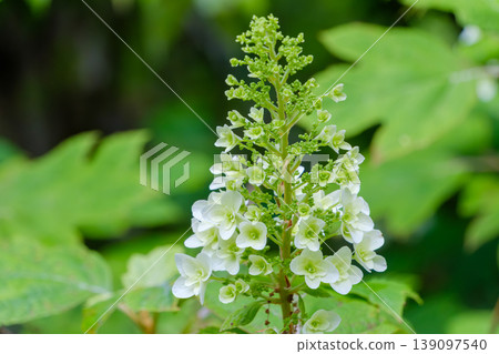 Oakleaf hydrangeas blooming in a pyramidal pattern Oakleaf hydrangeas blooming in a pyramidal pattern 139097540