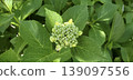  繡球花 139097556