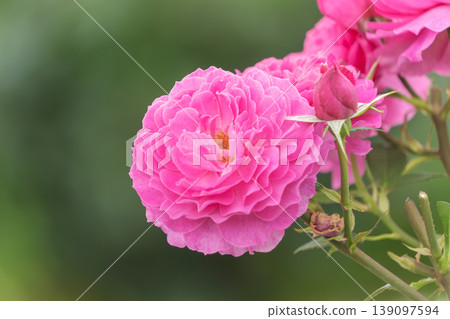 粉紅色的玫瑰和花苞沐浴在柔和的光線中 139097594