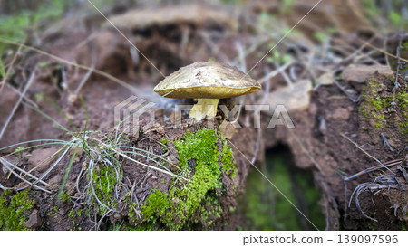 Wild mushroom emerging from moss-covered red soil in a forest, showcasing earthy textures and natural growth in a damp woodland setting with soft bokeh background 139097596