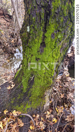 Moss-covered tree trunk beside a shallow forest stream, rich textures highlighting a damp woodland ecosystem 139097616