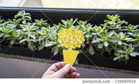 Hand holding a yellow sticky trap covered with fungus gnats flies in a home interior, demonstrating indoor plant pest control and houseplant care. Hand holding a yellow sticky trap covered with fungus gnats flies in a home interior, demonstrating indoor plant pest control and houseplant care. 139097618