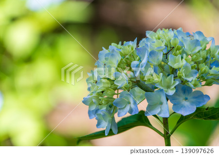 繡球花有著美麗的藍白漸變色，在初夏的陽光下閃閃發光。 139097626