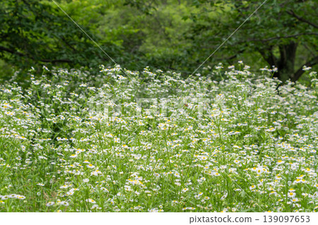 A field of white fleabane flowers spreads across the landscape in early summer. A field of white fleabane flowers spreads across the landscape in early summer. 139097653