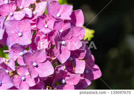 Deep pink hydrangea petal texture Deep pink hydrangea petal texture 139097670