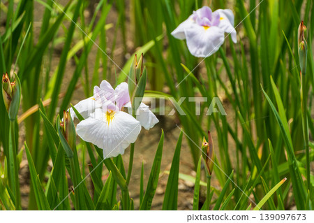 White and purple irises that bloom in early summer White and purple irises that bloom in early summer 139097673