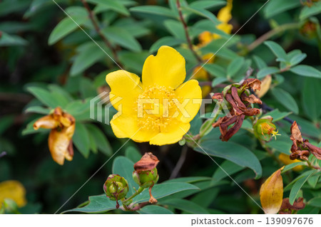 Yellow Hypericum flowers adorn the garden. 139097676