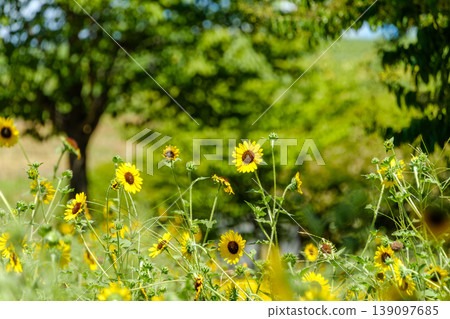 Small sunflowers blooming in a lush garden bathed in dappled sunlight. 139097685