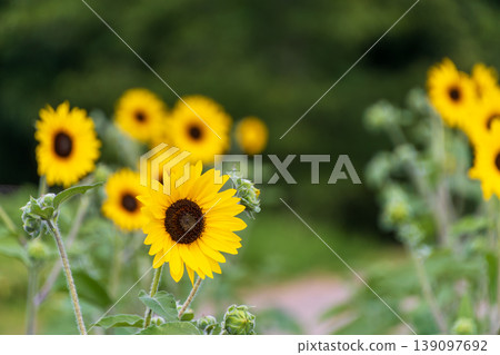Sunflowers blooming brightly under the summer sky against a green background. Sunflowers blooming brightly under the summer sky against a green background. 139097692