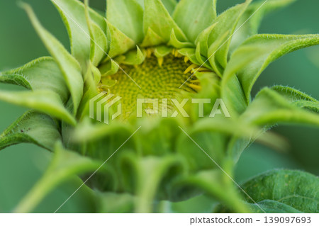 向日葵花蕾即將綻放的微距攝影。 向日葵花蕾即將綻放的微距攝影。 139097693