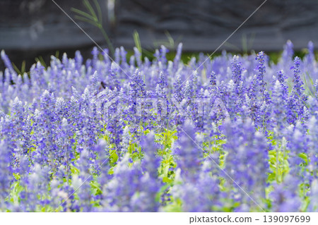 A refreshing summer flower field with blue salvias in full bloom. A refreshing summer flower field with blue salvias in full bloom. 139097699