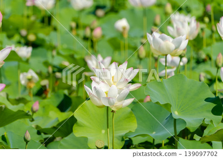 White and pink lotus flowers blooming in the midsummer sun. White and pink lotus flowers blooming in the midsummer sun. 139097702