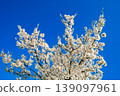 spring flowering tree with white flowers on the branches 139097961
