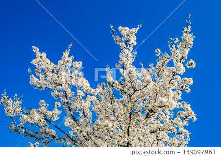 spring flowering tree with white flowers on the branches spring flowering tree with white flowers on the branches 139097961