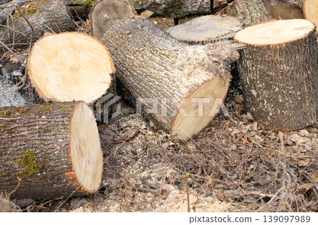 Sawn logs on the ground. Close-up of sawn aspen trunks. Logging, harvesting timber for heating, construction Sawn logs on the ground. Close-up of sawn aspen trunks. Logging, harvesting timber for heating, construction 139097989