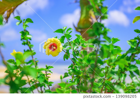 Yellow hibiscus flowers of Ishigaki Island stand out against the blue sky and sea. Yellow hibiscus flowers of Ishigaki Island stand out against the blue sky and sea. 139098205
