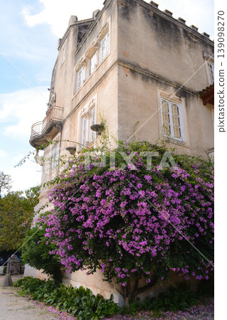 Blooming bougainvillea and vegetation in the park in front of the Busaco Palace in Portugal Coimbra region. Themes include travel, cultural heritage, and natural beauty. Blooming bougainvillea and vegetation in the park in front of the Busaco Palace in Portugal Coimbra region. Themes include travel, cultural heritage, and natural beauty. 139098270
