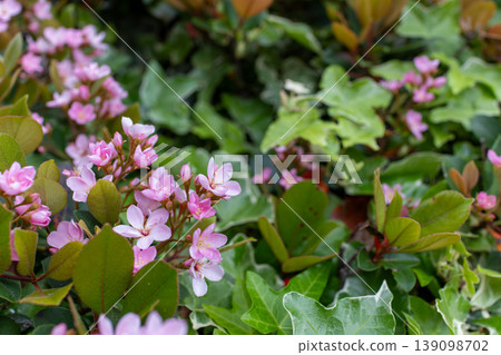 盛開的紅花石竹（Rhaphiolepis）花朵 139098702
