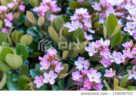 盛開的紅花石竹(Rhaphiolepis)花朵 盛開的紅花石竹(Rhaphiolepis)花朵 139098703