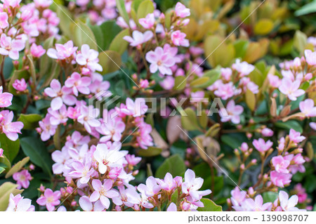 The flowers of the red-flowered Rhaphiolepis in full bloom The flowers of the red-flowered Rhaphiolepis in full bloom 139098707