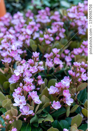 The flowers of the red-flowered Rhaphiolepis in full bloom The flowers of the red-flowered Rhaphiolepis in full bloom 139098708