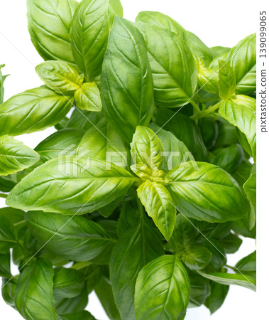 Fresh basil leaves vertical aromatic herb Fresh basil leaves vertical aromatic herb 139099065