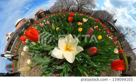 黃色鬱金香花壇的全景照片 139099103