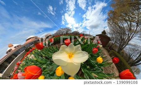 Panoramic shot of a yellow tulip flowerbed 139099108