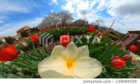 Panoramic shot of a yellow tulip flowerbed 139099109