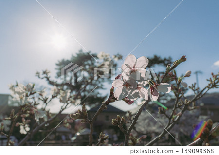Cherry blossom background image taken in natural light Cherry blossom background image taken in natural light 139099368