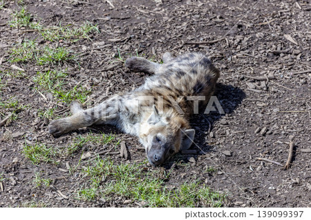 A Hyena relaxing on a sunny day at a wildlife park A Hyena relaxing on a sunny day at a wildlife park 139099397