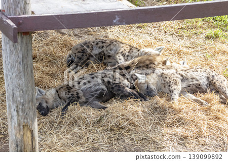 Three Hyenas sleeping on a pile of hay at a wildlife park Three Hyenas sleeping on a pile of hay at a wildlife park 139099892