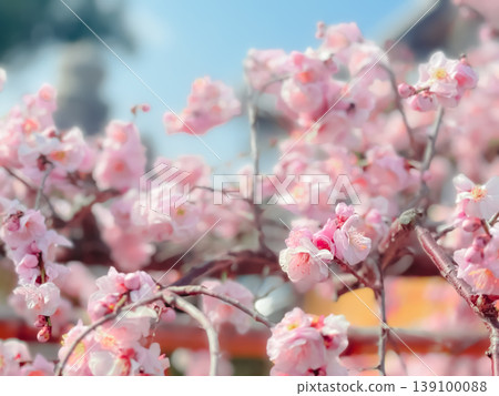Close-up of plum blossoms against a spring nature background, pink flowers. Close-up of plum blossoms against a spring nature background, pink flowers. 139100088