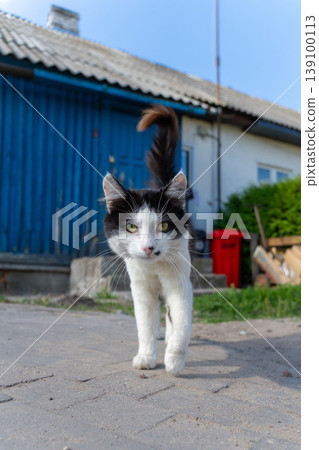A black and white tuxedo cat walking forward on a paved path 139100113