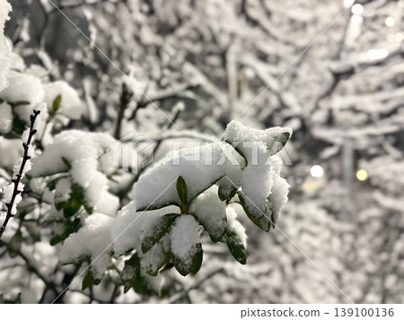 Snow-covered leaves; winter nature scene; snowscape 139100136