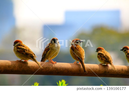 麻雀聚集在千鳥淵，那裡櫻花盛開… 139100177