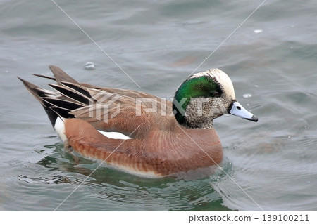 American wigeon floating on the surface of the water 139100211
