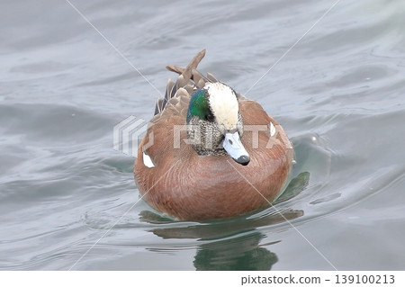 American wigeon floating on the surface of the water American wigeon floating on the surface of the water 139100213