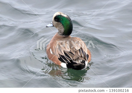 漂浮在水面上的美國 wigeon 漂浮在水面上的美國 wigeon 139100216