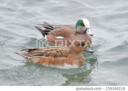 漂浮在水面上的美國 wigeon 漂浮在水面上的美國 wigeon 139100218