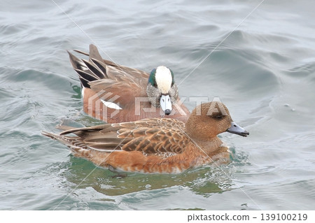 American wigeon floating on the surface of the water 139100219
