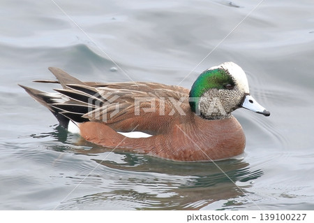 American wigeon floating on the surface of the water 139100227