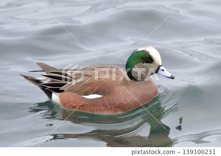 American wigeon floating on the surface of the water 139100231