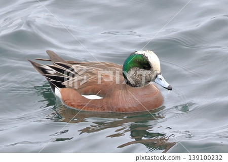 American wigeon floating on the surface of the water 139100232