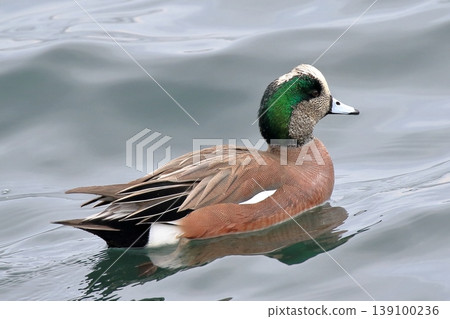 漂浮在水面上的美國 wigeon 漂浮在水面上的美國 wigeon 139100236