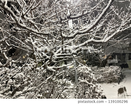 Snow-covered tree branches; winter nature background; monochrome landscape. Snow-covered tree branches; winter nature background; monochrome landscape. 139100296