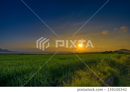 The early morning light spreads across the sugarcane fields of Ishigaki Island. The early morning light spreads across the sugarcane fields of Ishigaki Island. 139100342