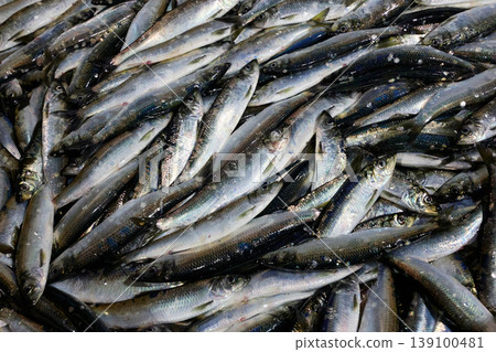 Fresh sardines 139100481